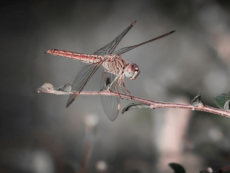 Dragonfly 1