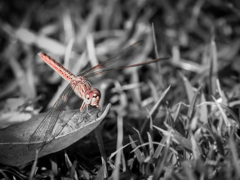 Dragonfly 5